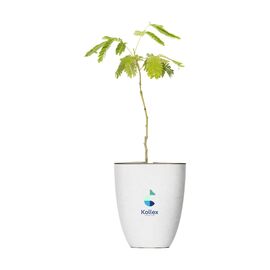 Treemore Briefkastenbäume Persischer Schlafbaum Persischer Seidenbaum - Treemore 202188