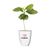 Treemore Brievenbusboompjes Koffieboom Coffee - Treemore 201396