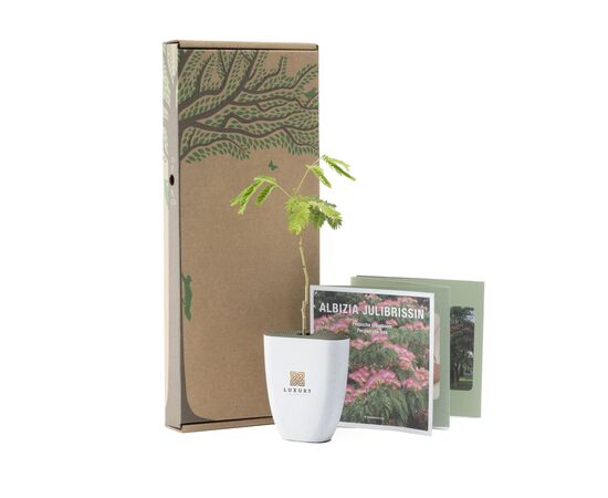 Treemore Brievenbusboompjes Perzische Slaapboom Persian silk tree - Treemore 202188