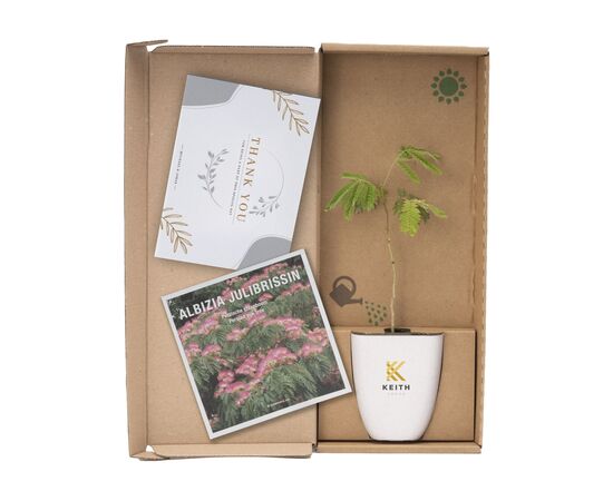 Treemore Brievenbusboompjes Perzische Slaapboom Persian silk tree - Treemore 202188