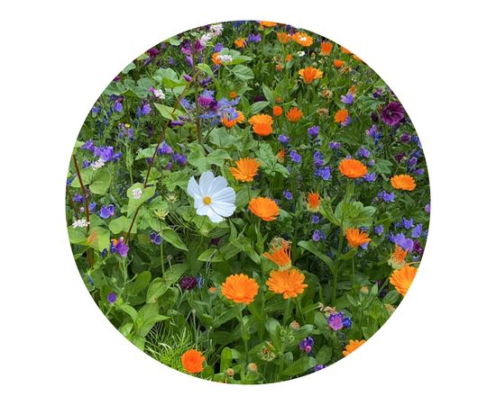 Bloemenzaad snijbloemen 4 gram Bruin -  LT94557-N0051