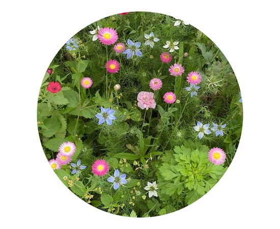 Sachets de graines de fleurs séchées 4 grammes Brun -  LT94558-N0051
