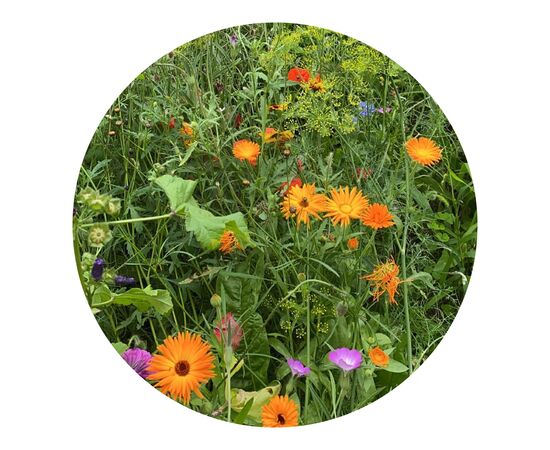 Seed bags wild flowers 4 gram Brown -  LT94559-N0051