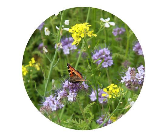 Tüte mit 4 Gramm Bienen- &amp; Schmetterlingsblüten Braun -  LT94560-N0051