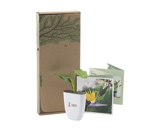 Treemore Brievenbusboompjes Paradijsvogelplant Strelitzia - Treemore 199492