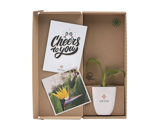 Treemore Brievenbusboompjes Paradijsvogelplant Strelitzia - Treemore 199492