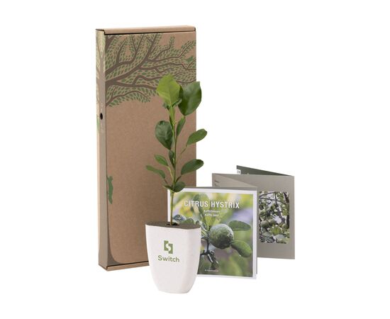 Treemore Brievenbusboompjes Kaffirlimoen Citrusboom Citrus - Treemore 200794