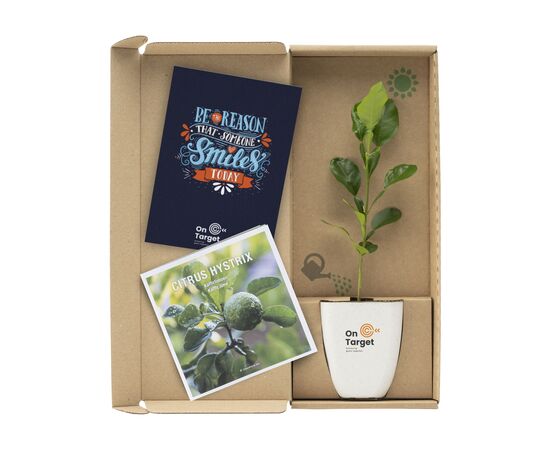 Treemore Brievenbusboompjes Kaffirlimoen Citrusboom Citrus - Treemore 200794