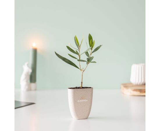 Treemore Briefkastenbäume Olivenbaum Olivgrün - Treemore 200895