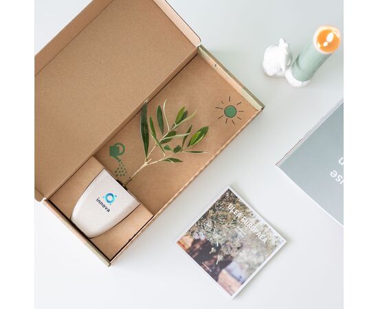 Treemore Briefkastenbäume Olivenbaum Olivgrün - Treemore 200895