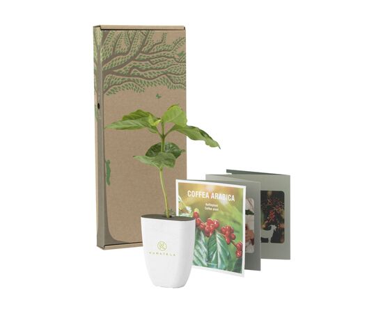 Treemore Brievenbusboompjes Koffieboom Coffee - Treemore 201396