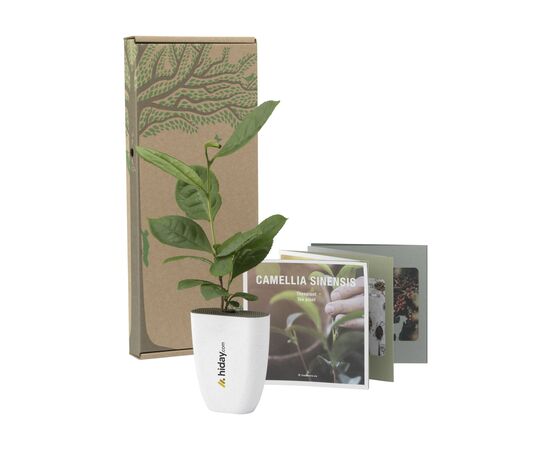 Treemore Brievenbusboompjes Theeplant Thee - Treemore 201597