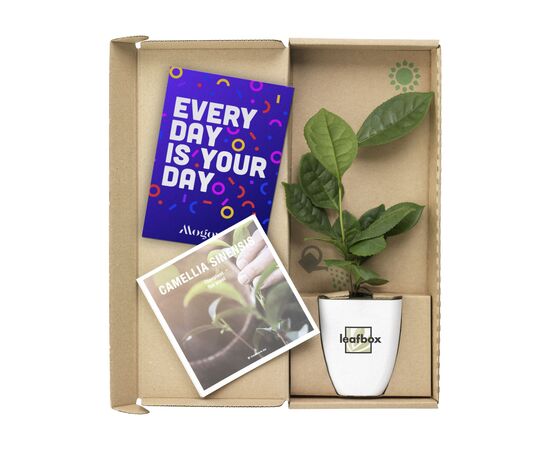 Treemore Brievenbusboompjes Theeplant Thee - Treemore 201597