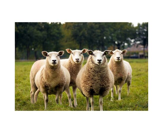 KYWIE Wine Cooler Suede wijnkoeler Donkerblauw - Kywie W38832