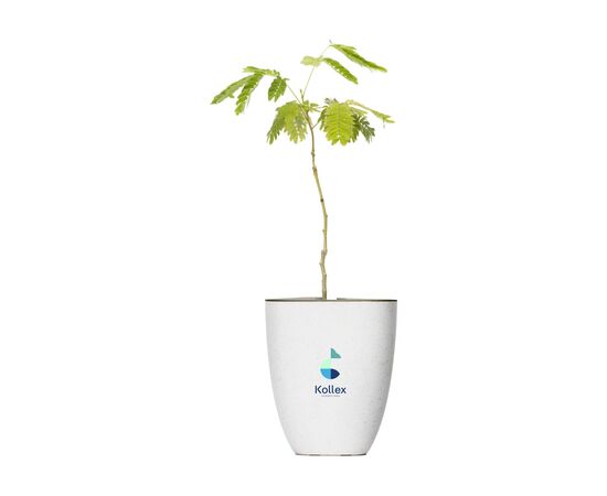 Treemore Brievenbusboompjes Perzische Slaapboom Persian silk tree - Treemore 202188