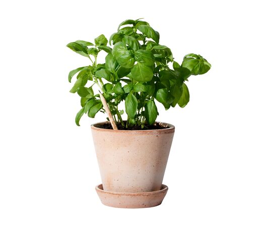 Sproutworld Sharpened Pencil potlood Basil - Sproutworld W36740